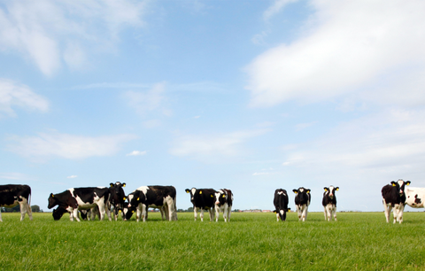 Happy Cows - Grass-fed tallow